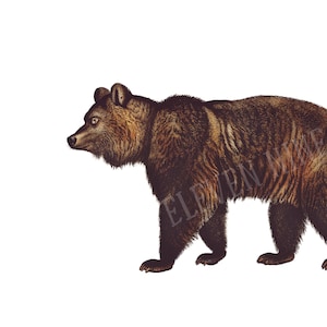 Brown Bear Clipart, Brown Bear Digital Download, Brown Bear Illustration Print, Woodland Bear PNG JPG
