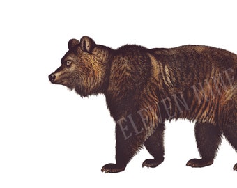 Brown Bear Clipart, Brown Bear Digital Download, Brown Bear Illustration Print, Woodland Bear PNG JPG