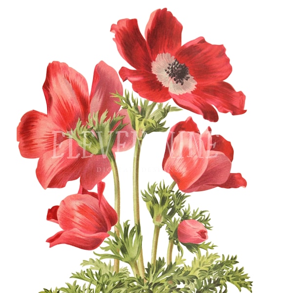 Anemone Clipart, Red Anemone Flower, Red Floral Clipart, Red Flower Digital Download, Vintage Botanical Illustration, Anemone PNG JPG