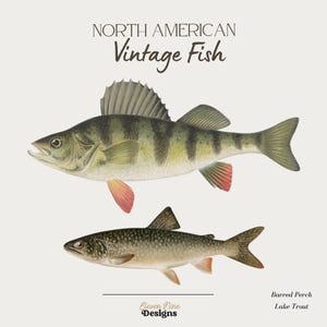May include: Vintage illustration of two North American fish: a barred perch and a lake trout. The barred perch is larger and has a green, brown, and white striped pattern. The lake trout is smaller and has a gray and white pattern.