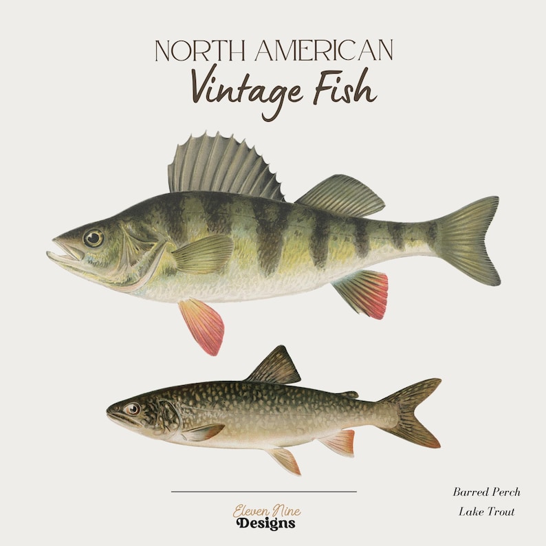 May include: Vintage illustration of two North American fish: a barred perch and a lake trout. The barred perch is larger and has a green, brown, and white striped pattern. The lake trout is smaller and has a gray and white pattern.