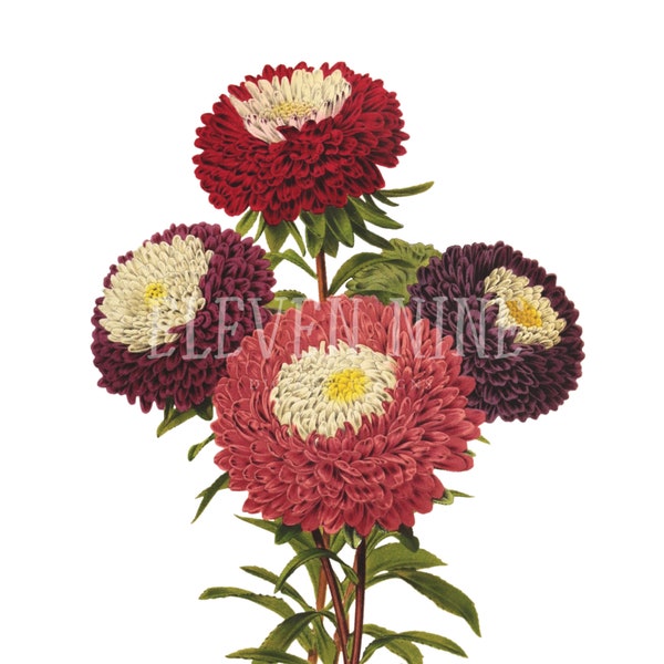 Vintage Flower Clipart, China Aster Flowers, Purple Flowers Printable, Digital Download, Red Floral Clipart, Botanical Illustration PNG JPG