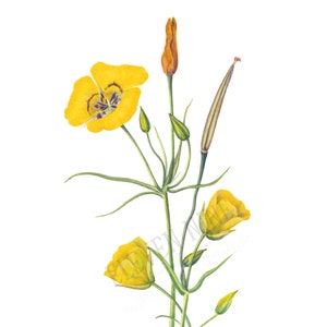 Arte clip de flores amarillas, mariposa goldenbowl, descarga digital wildflower, imágenes prediseñadas florales amarillas, arte de ilustración botánica vintage, PNG JPG