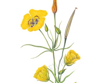 Yellow Flower Clip Art, Goldenbowl Mariposa, Wildflower Digital Download, Yellow Floral Clipart, Vintage Botanical Illustration Art, PNG JPG