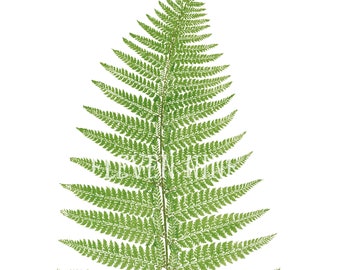 Fern Clipart, Fern Plant, Fern Digital Download, Fern PNG JPG, Fern Leaf, Botanical Fern Print Illustration, Plant Clipart