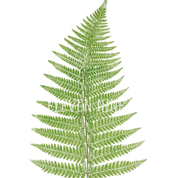 Fern Clipart, Fern Plant, Fern Digital Download, Fern PNG JPG, Fern Leaf,  Botanical Fern Print Illustration, Plant Clipart - Etsy Canada