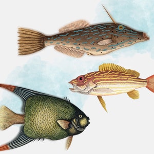 May include: Three watercolor illustrations of different fish. The top fish is a brown and blue fish with a long snout. The middle fish is a red and yellow fish with stripes. The bottom fish is a green and black fish with a long, pointed fin.