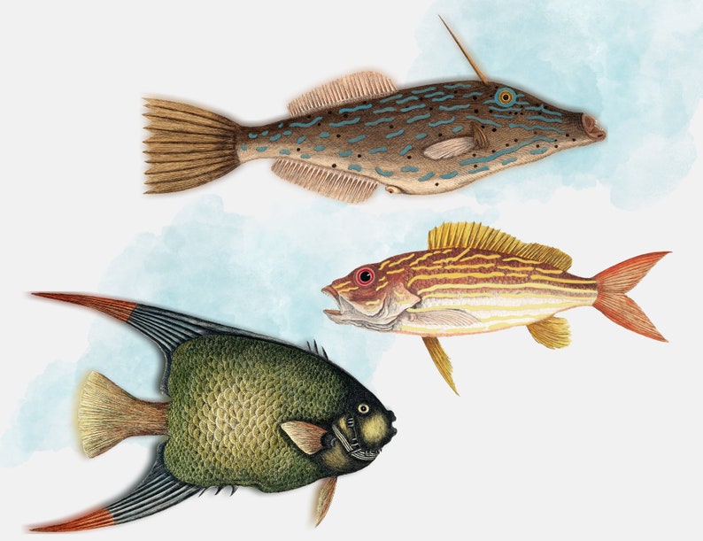 May include: Three watercolor illustrations of different fish. The top fish is a brown and blue fish with a long snout. The middle fish is a red and yellow fish with stripes. The bottom fish is a green and black fish with a long, pointed fin.