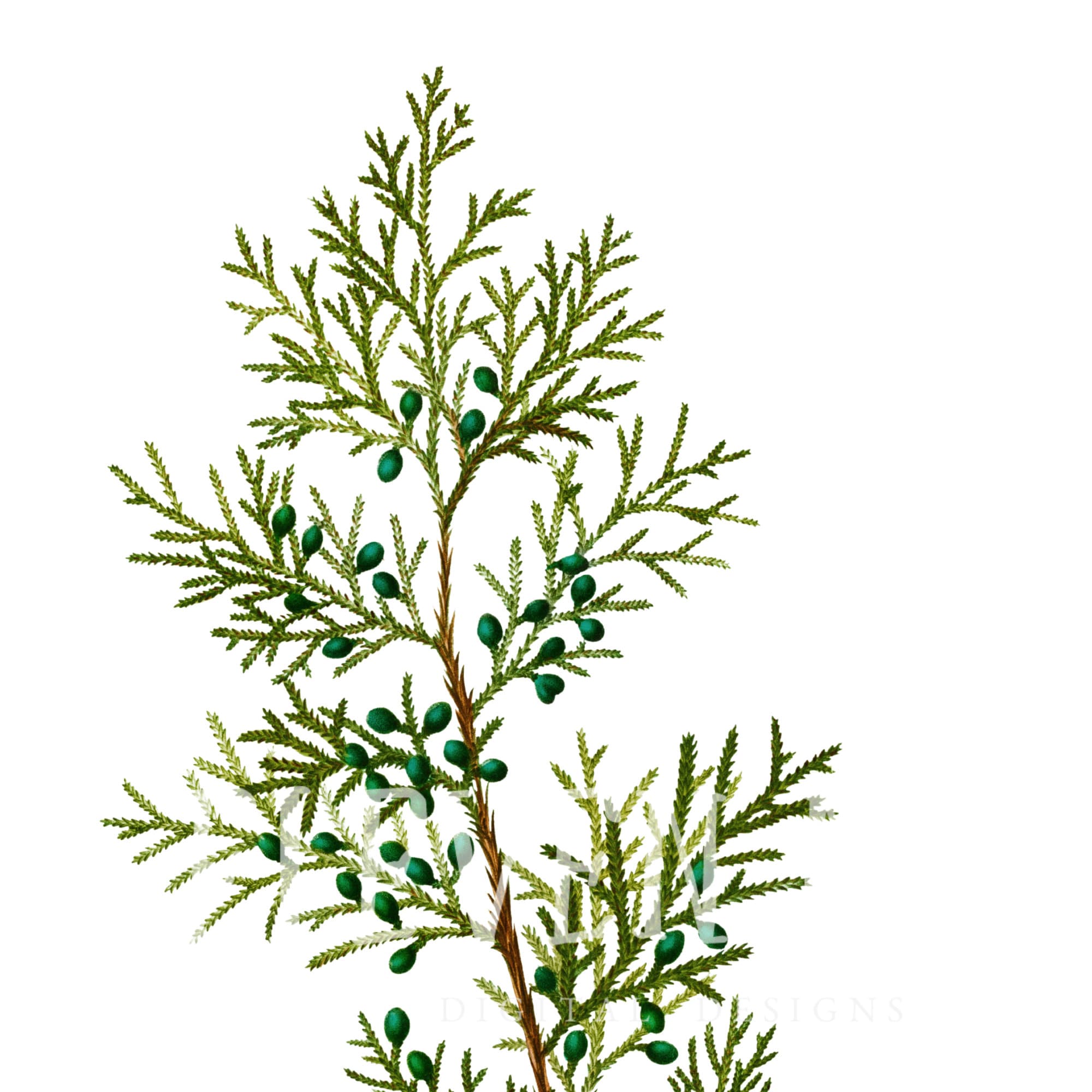 Art & Collectibles Digital Prints Prints Vintage Illustration Red Cedar