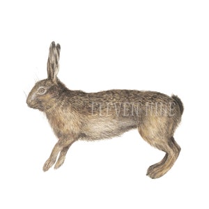 Rabbit Clipart, Bunny Clipart, Hare, Bunny Digital Download, Vintage Rabbit Illustration Print, Rabbit PNG JPG,