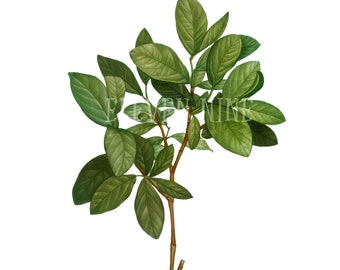 Greenery Clipart, Green Leaves Clipart, Leaves Digital Download, Leaf Clipart, Vintage Botanical Illustration Print PNG JPG