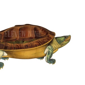 Schildkröte Clipart, Schildkröte digitaler Download, Reptil Clipart, Vintage Schildkröte Illustration Druck, Wildlife Clipart, Schildkröte PNG JPG