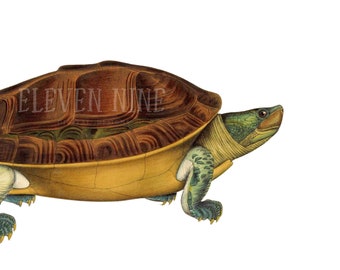 Turtle Clipart, Turtle Digital Download, Reptile Clipart, Vintage Turtle Illustration Print, Wildlife Clipart, Turtle PNG JPG