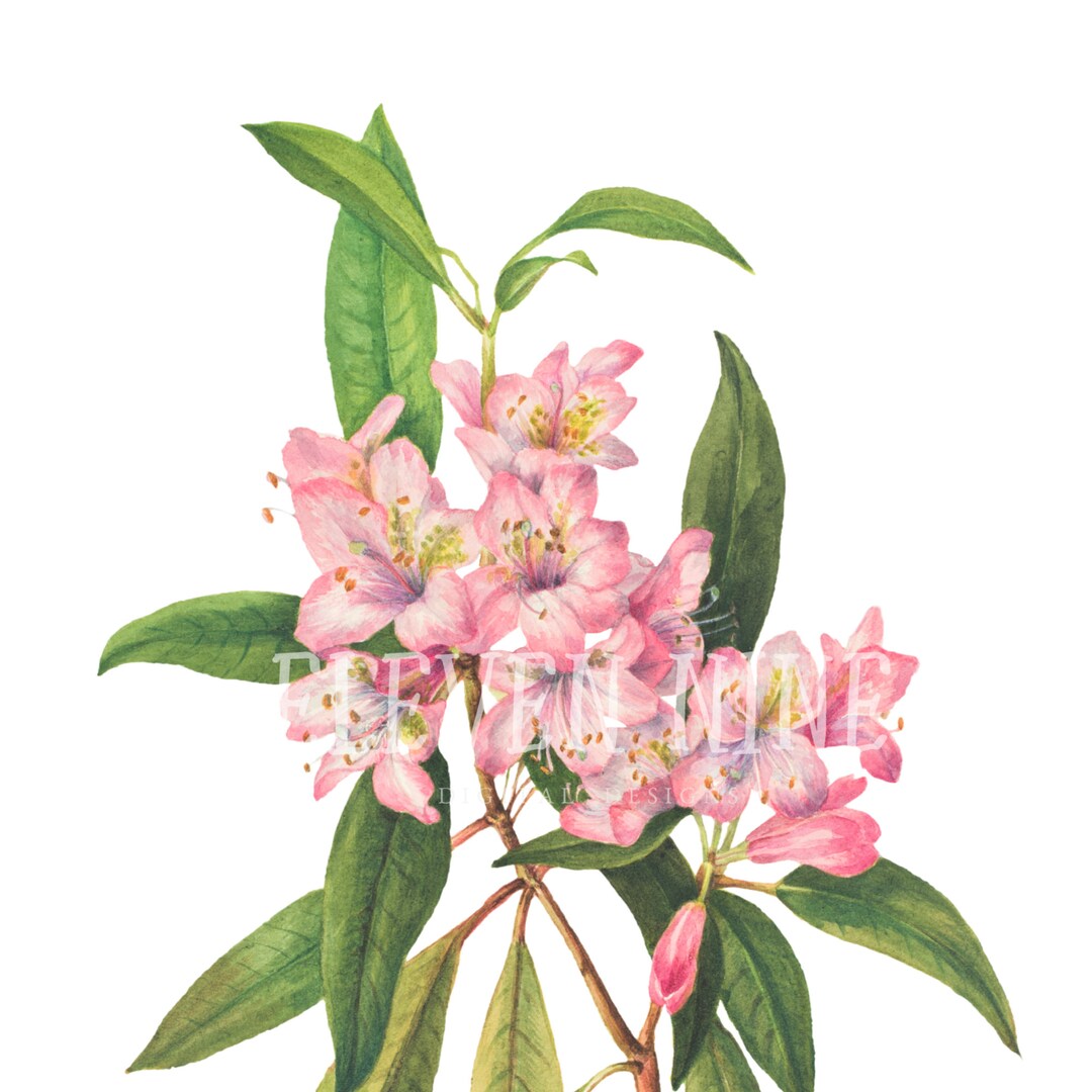 Rhododendron Clip Art, Pink Flower Clipart, Pink Flower Digital ...