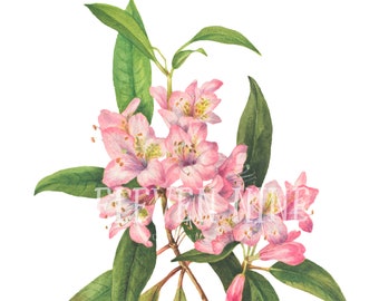 Rhododendron Clip Art, Pink Flower Clipart, Pink Flower Digital Download, Pink Floral clipart, Vintage Botanical Illustration PNG JPG