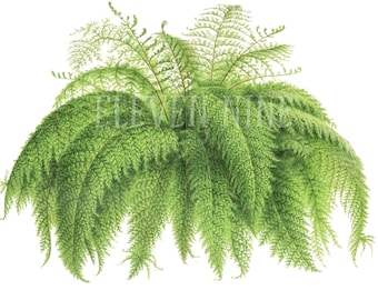 Fern Clipart, Fern Plant, Fern Digital Download, Fern PNG JPG, Fern Leaf, Botanical Fern Print Illustration, Plant Clipart