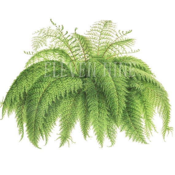 Fern Clipart, Fern Plant, Fern Digital Download, Fern PNG JPG, Fern Leaf,  Botanical Fern Print Illustration, Plant Clipart - Etsy UK