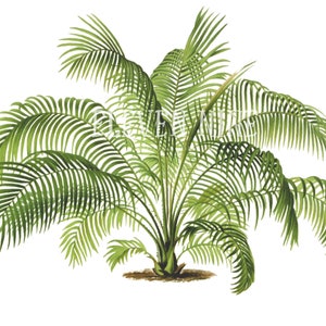 Palm Tree Clipart, Palm Tree Digitale Download, Vintage Botanische Print, Cliff Date Palm, Palm Tree PNG JPG