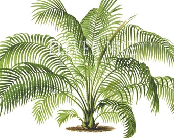 Palm Tree Clipart, Palm Tree Digital Download, Vintage Botanical Print, Cliff Date Palm, Palm Tree PNG JPG