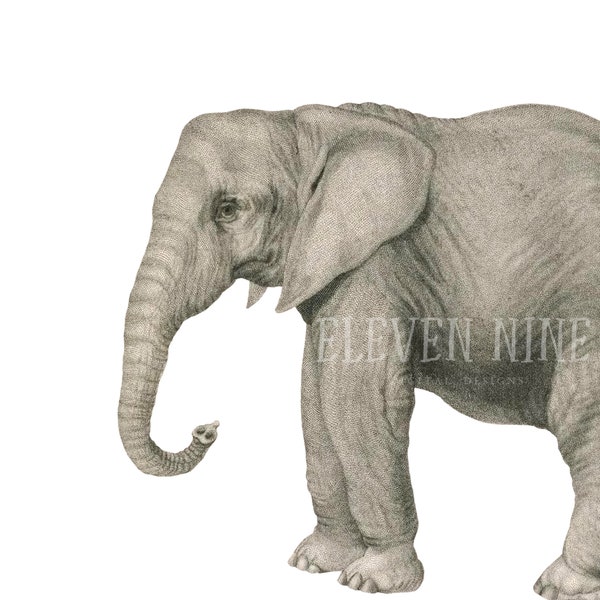 Elephant Clip art, Elephant digital download, African Elephant, Safari Clipart, Antique Animal Art Illustration, Elephant PNG JPG