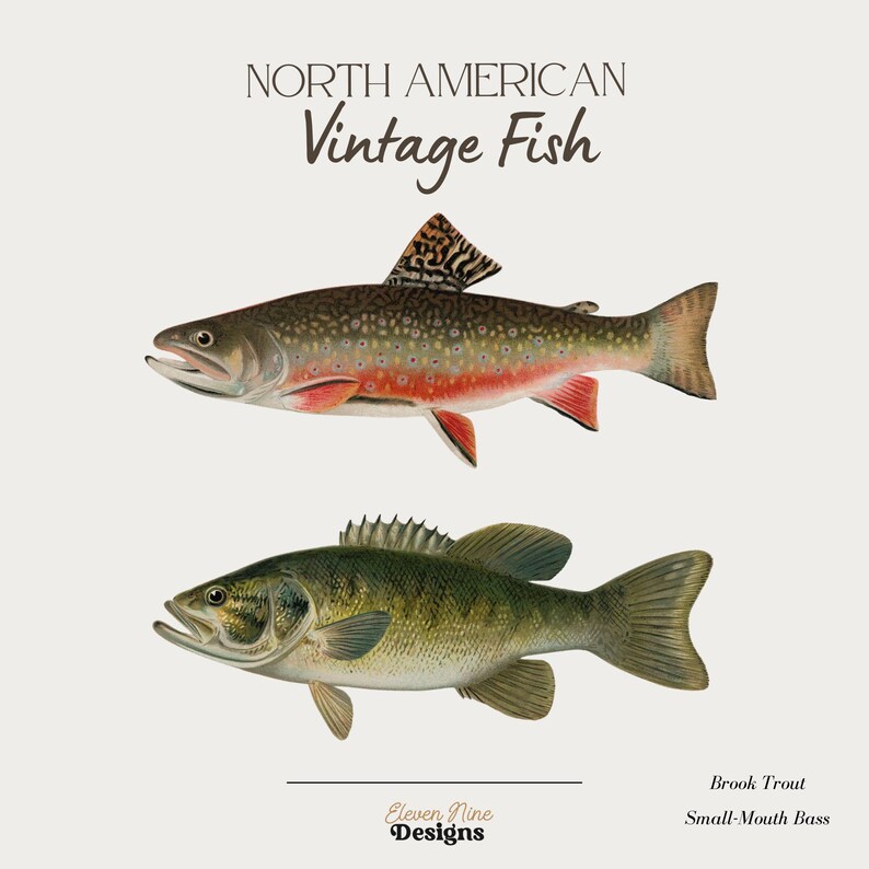 May include: Vintage illustration of two North American fish: a brook trout with orange and brown spots and a small-mouth bass with a green and brown body.