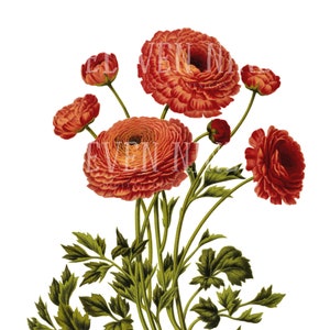 Ranunculus Flowers Clipart, Vintage Flower, Red Floral Clipart, Red Flower Digital Download, Vintage Botanical Illustration PNG JPG