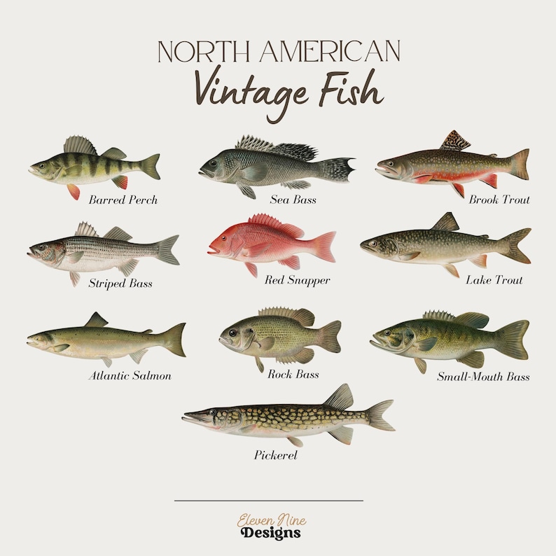May include: A vintage illustration of North American fish, including a barred perch, sea bass, brook trout, striped bass, red snapper, lake trout, Atlantic salmon, rock bass, small-mouth bass, and pickerel.