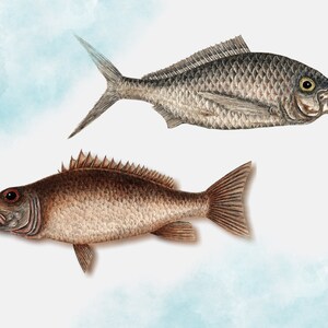 May include: Two detailed illustrations of fish. The top fish is gray with a slightly open mouth and a large eye. The bottom fish is brown with a large open mouth and a smaller eye.