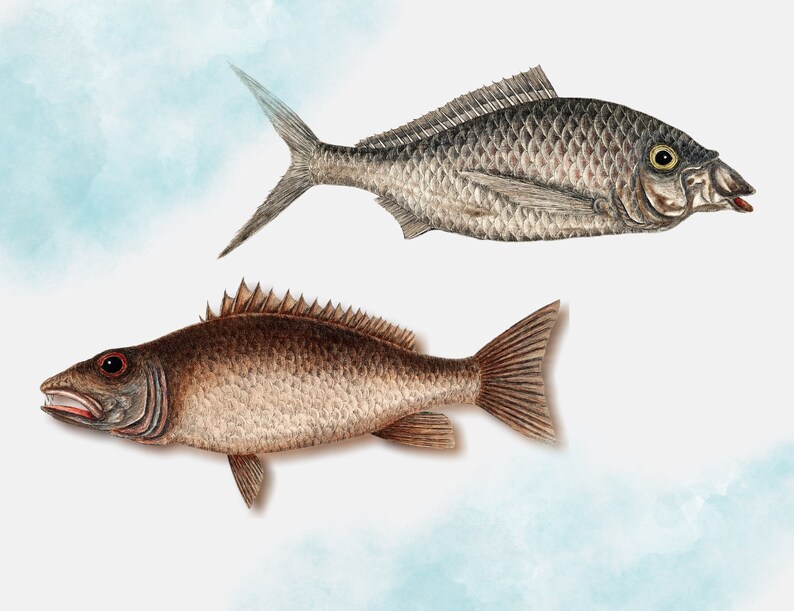 May include: Two detailed illustrations of fish. The top fish is gray with a slightly open mouth and a large eye. The bottom fish is brown with a large open mouth and a smaller eye.