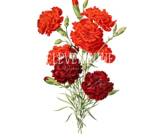 Clavenación flor clipart, clavenes rojas, rojo floral ramo de descarga digital, impresión de ilustración botánica vintage, claveciones JPG PNG