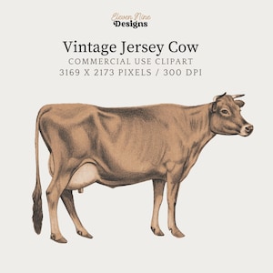 May include: A vintage illustration of a brown Jersey cow standing on a white background. The cow is drawn in a realistic style with pencil shading.