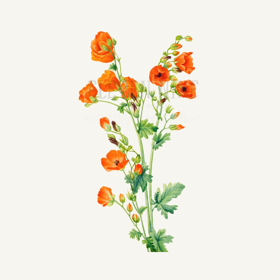 Wildflower Clip Art Wildflower Digital Download Orange | Etsy