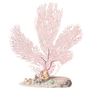 Sea Coral Clipart, Coral Digital Download, Sea Life Clipart, Coral PNG JPG Under Water Clipart, Vintage Nautical Illustration Print