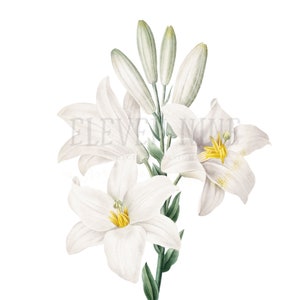 Lily ClipArt, Lily Blume digitaler Download, weiße Blumen, Vintage Lily botanische Illustration Kunst, Madonna Lily PNG JPG