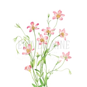 May include: A bouquet of delicate pink wildflowers with green stems and leaves. The flowers have five petals each and are arranged in a loose, natural cluster.