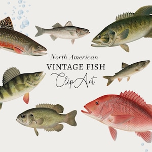 Vis clipart, visserij clipart, nautische clipart, vis digitale download, vintage nautische vis illustratie oceaan clipart, png