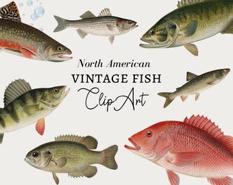 Clipart di pesce, Clipart di pesca, Clipart nautico, Download digitale di pesce, Illustrazione di pesce nautico vintage Clipart dell'oceano PNG