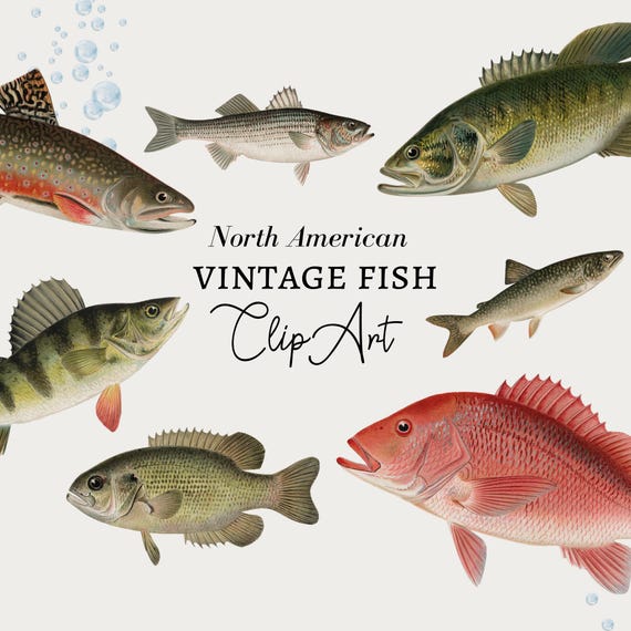 Fish Clipart, Fishing Clipart, Nautical Clipart, Fish Digital Download, Vintage Nautical Fish Illustration Ocean Clipart PNG