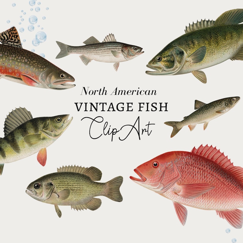 May include: Vintage clip art illustrations of North American fish, including a trout, bass, perch, striped bass, and red snapper.