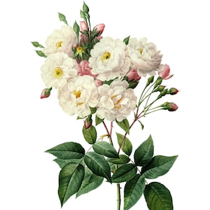 Weiße Blumen Clipart, weiße Blume Clipart digitaler Download, weiße Rosen Clipart, Vintage botanischen Druck Floral Illustration PNG JPG