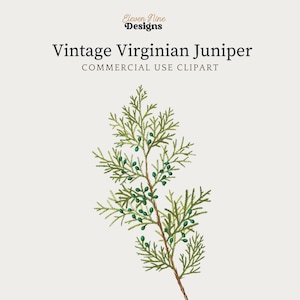 Juniper Clipart, Red Cedar Vintage Botanical Illustration Print, Green Foliage Branch, Digital Download, Evergreen Floral Greenery PNG