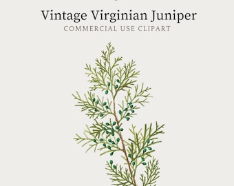 Juniper Clipart, Red Cedar Vintage Botanical Illustration Print, Green Foliage Branch, Digital Download, Evergreen Floral Greenery PNG