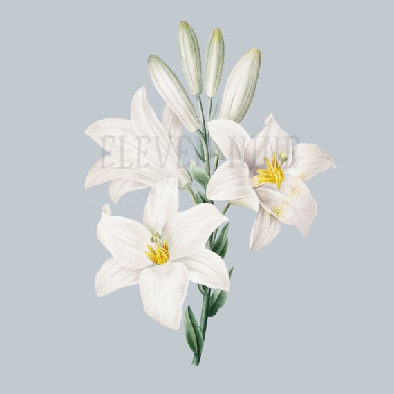 白いユリの貼り絵 ユリのクリップアート、ユリの花のデジタルダウンロード、白い花