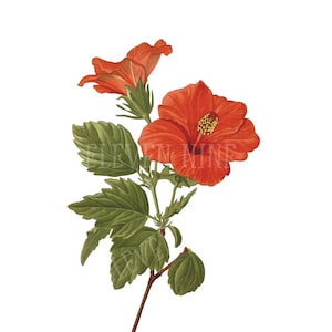 Hibiskus ClipArt, rote Hibiskus Blume digitaler Download, rote Blumen Clipart, botanische Kunst, Hibiskus PNG JPG