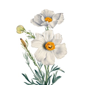 Poppy Clip Art, Poppy Flower Digital Download, vintage Poppy Botanical Illustration PNG JPG