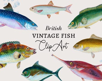 Fish Clipart, Fishing Clipart, Nautical Clipart, Fish Digital Download, Vintage Nautical Fish Illustration, Colorful Fish PNG