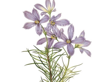 紫色の花のクリップアート、紫色の花のデジタルダウンロード、紫色の花のクリップアート、ビンテージ植物イラストアート、フィンガーフラワーPNG JPG