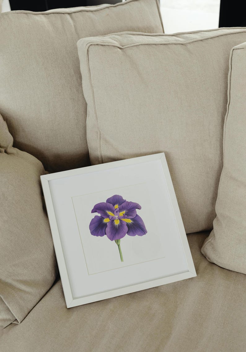 Iris Flower Clipart, Japanese Iris Flower, Purple Flower Digital Download, Vintage Botanical Illustration Print, Iris Purple Flower PNG image 4