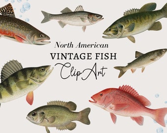 Fish Clipart, Fishing Clipart, Nautical Clipart, Fish Digital Download, Vintage Nautical Fish Illustration Ocean Clipart PNG