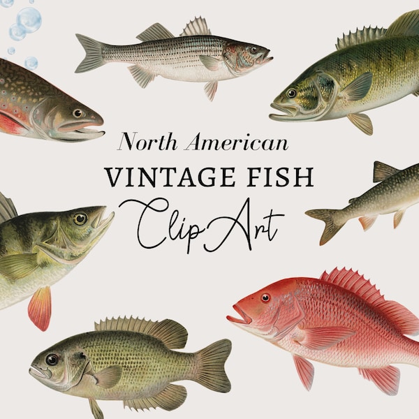 Fish Clipart, Fishing Clipart, Nautical Clipart, Fish Digital Download, Vintage Nautical Fish Illustration Ocean Clipart PNG